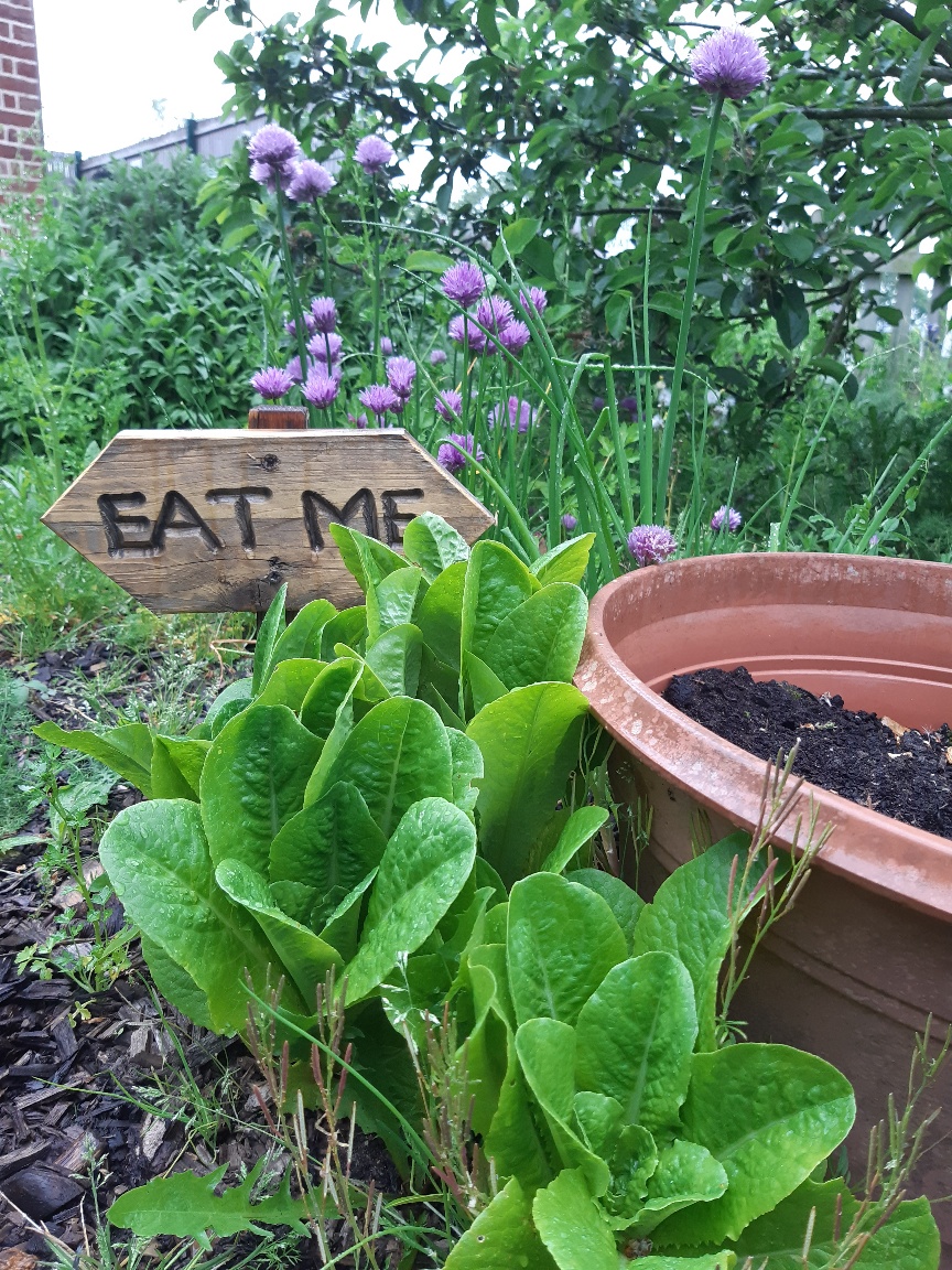 Make use of our herb garden